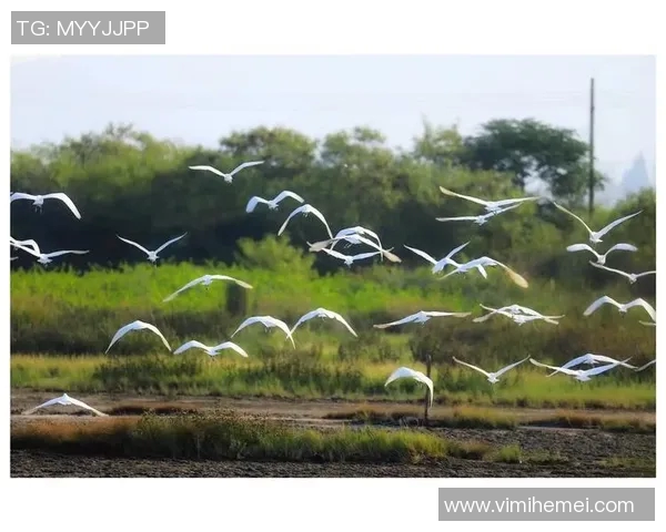 穆鸟的栖息地与生态保护的重要性探讨与未来展望